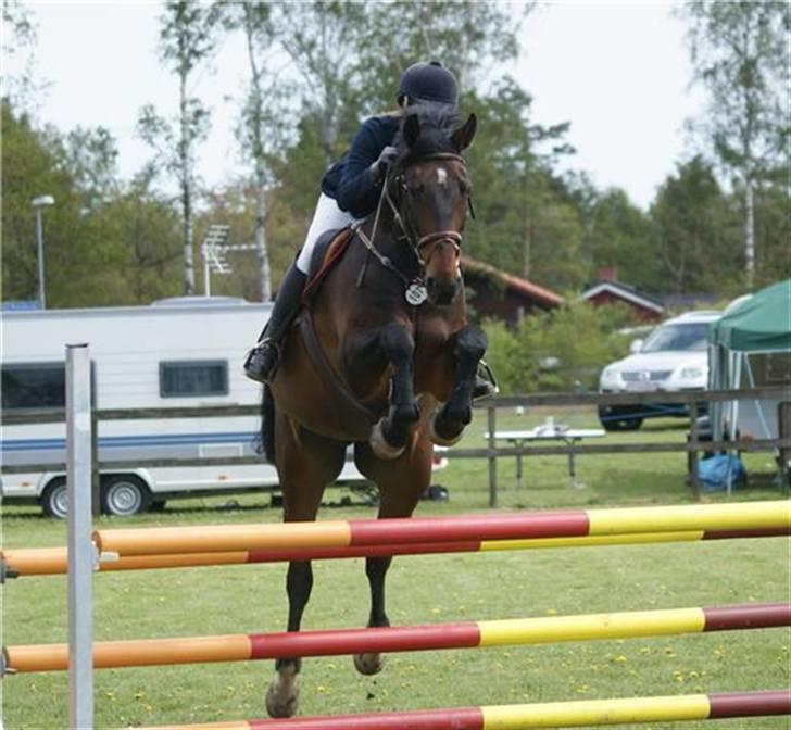 Dansk Varmblod Highway - solgt - Kanon billed af Highway til stævne i Grenå. Foto: Tia :D billede 1