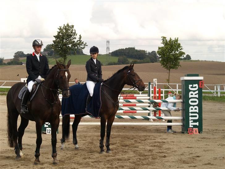 Dansk Varmblod Highway - solgt billede 2