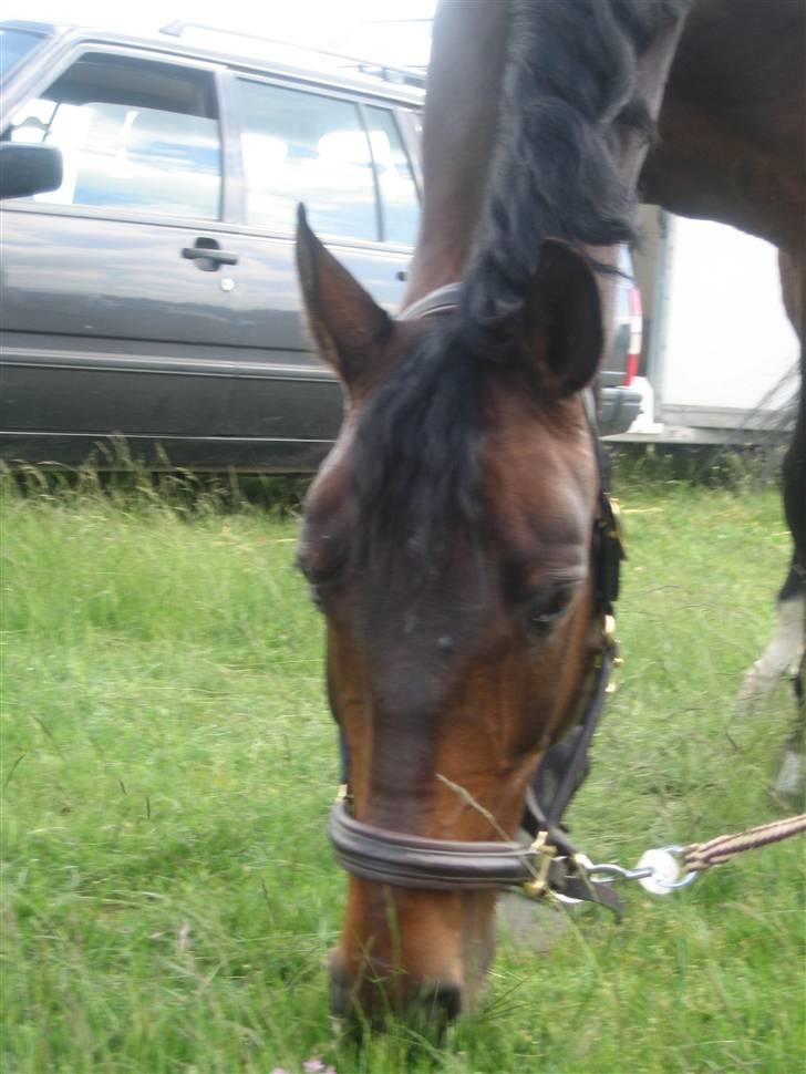 Dansk Varmblod Highway - solgt - Highsen, der græsser efter  dressurstævne (o: billede 4