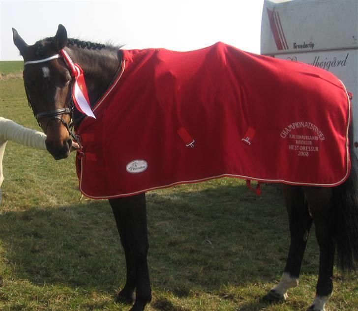Dansk Varmblod Highway - solgt - Highsen er championatsvinder 2008 dressur .. billede 6