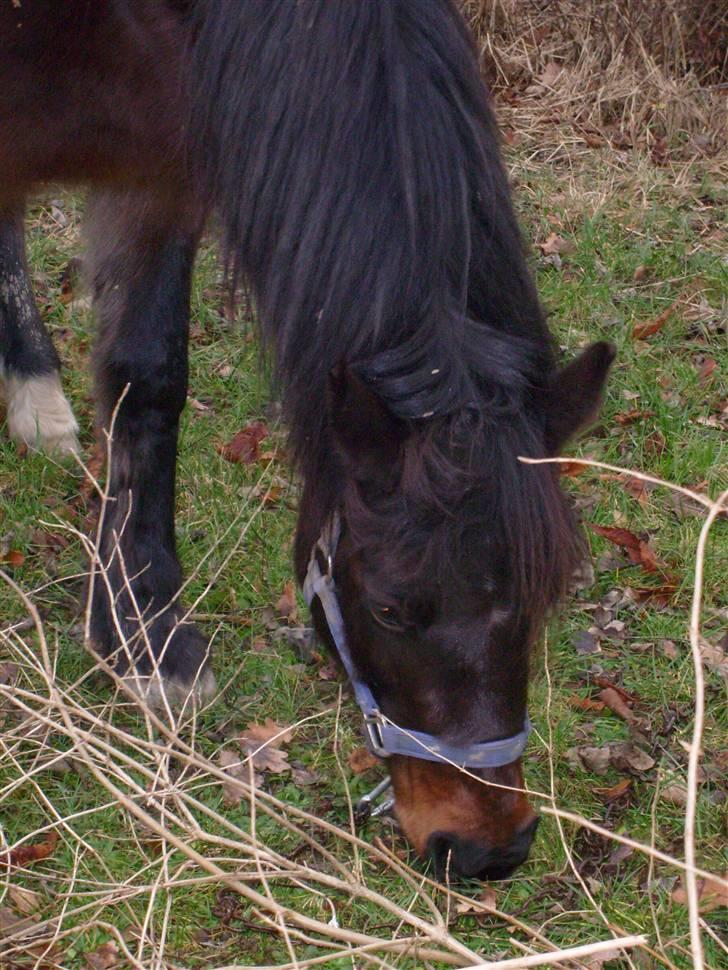 Welsh Pony af Cob-type (sec C) Ellekildes Luna - Min buf buf ude på kæde hvor hun går og spiser græs :D billede 18