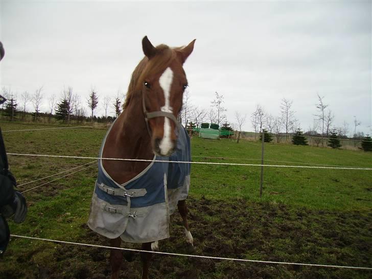 Welsh Pony af Cob-type (sec C) Romy's Elegant - på hendes lille luftefold mens hun er skadet. billede 16