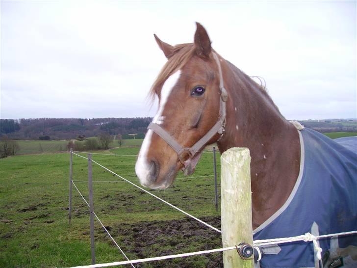 Welsh Pony af Cob-type (sec C) Romy's Elegant - hygge på luftefold.. (: billede 17