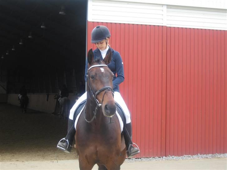 Dansk Varmblod Highway - solgt - Smukke og dejlige Highs <3 billede 10