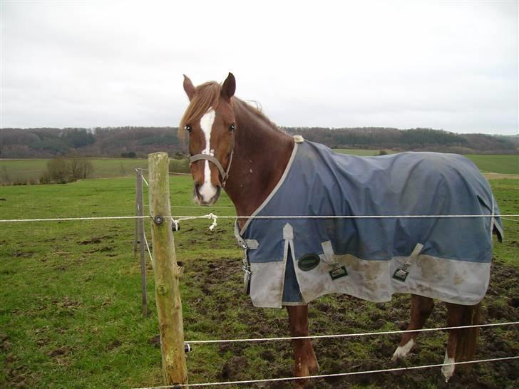 Welsh Pony af Cob-type (sec C) Romy's Elegant - fine på folden.. <3 billede 18