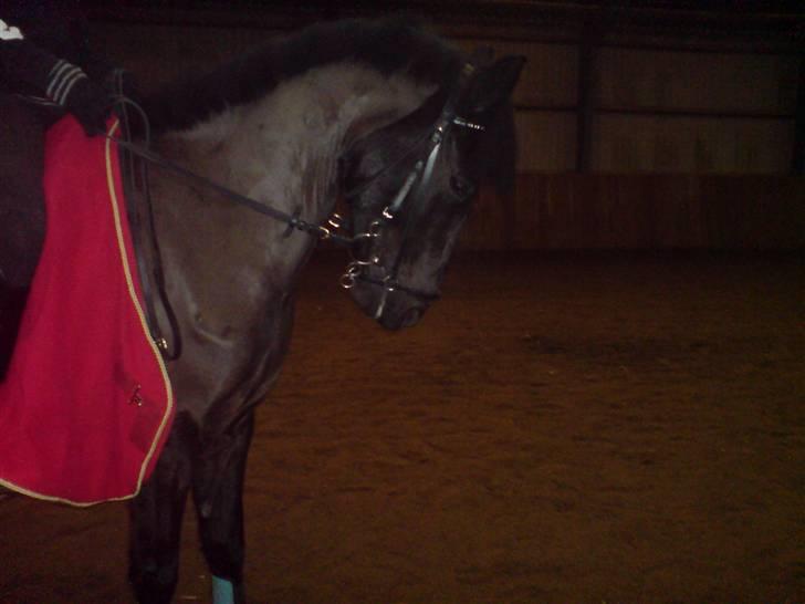 Anden særlig race Lucas - SOLGT billede 10