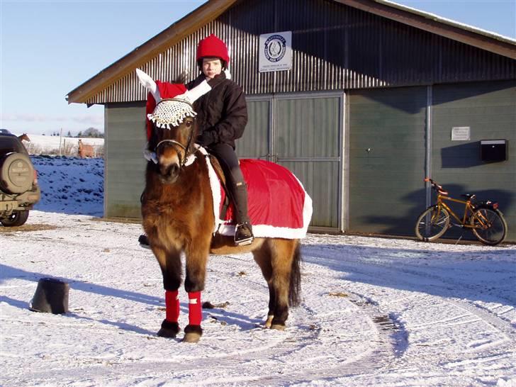 Anden særlig race Lukas - juleponyen Lukas billede 4