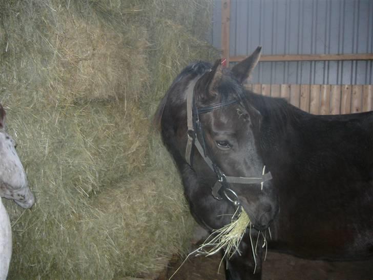 Dansk Varmblod Bomgaardens Black Pearl *SOLGT* - svært at vænde sig til bidslet billede 13