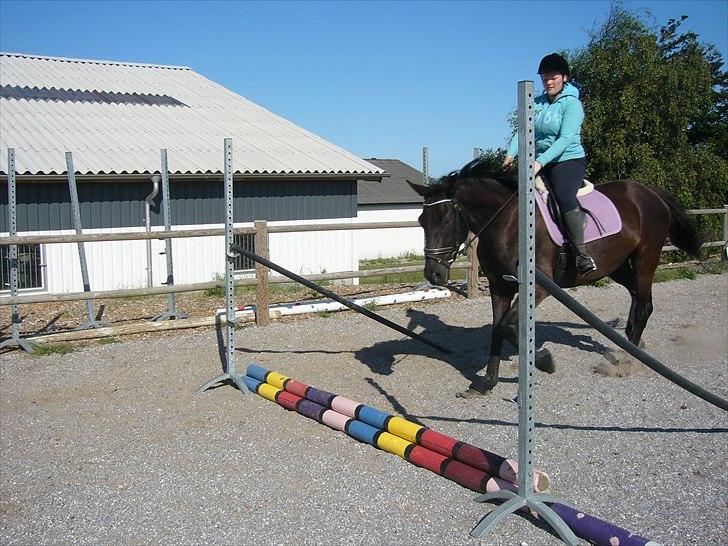 Dansk Varmblod Bomgaardens Black Pearl *SOLGT* - uge 29 år 2010 fra indspingning billede 14