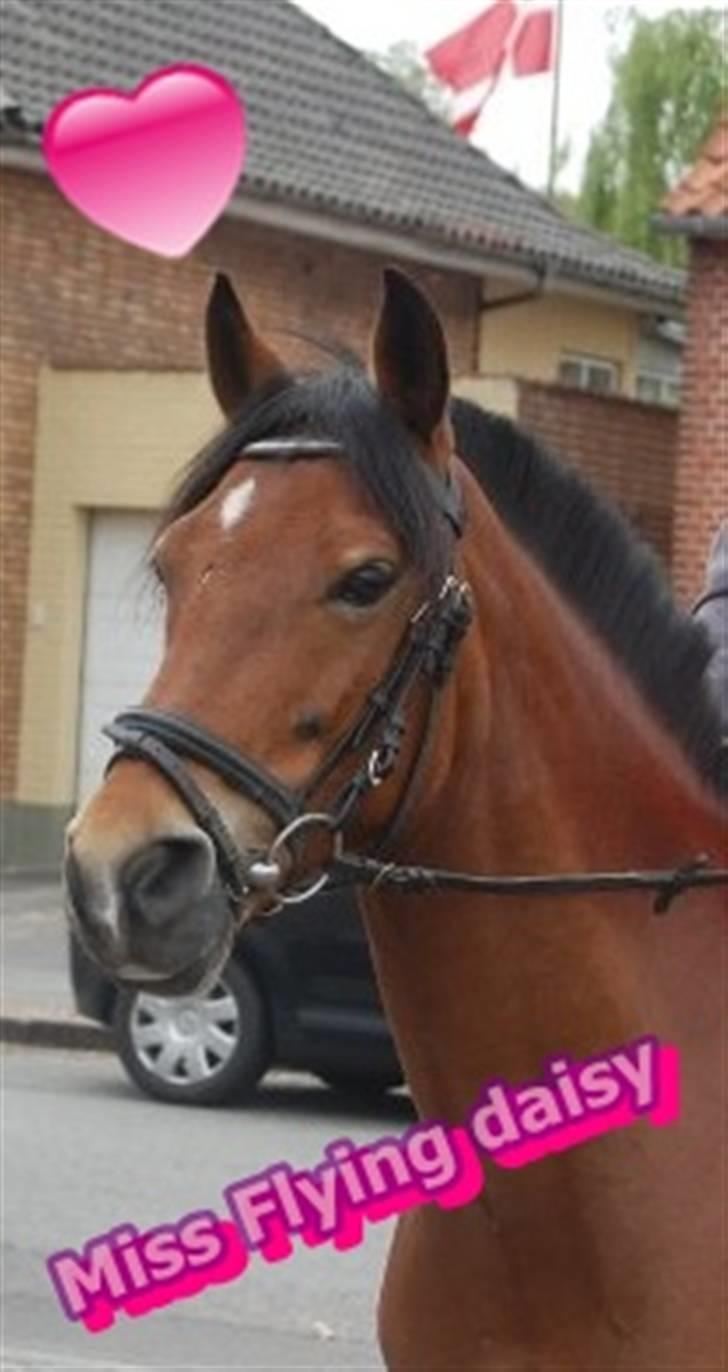 Anden særlig race Miss Flying Daisy - Jeg elsker dig :* billede 10