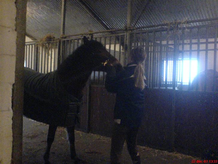 New Forest Tanholt Lukas *Halvpart* billede 10