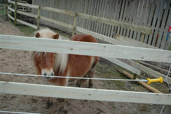 Shetlænder Peribell solgt - jeg gemmer mig billede 2