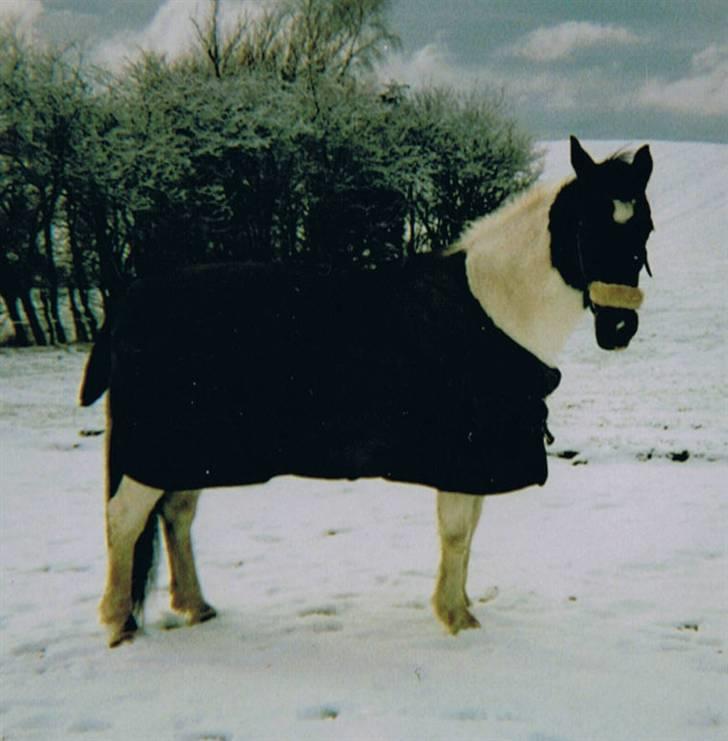Pinto Puk *Solgt* - Puk i sneen:) Foto: mig billede 9