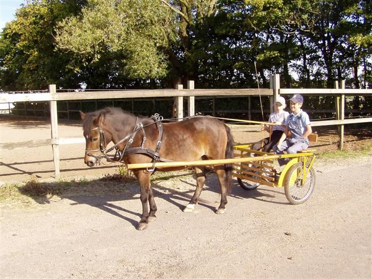 Anden særlig race Lukas - Lukas for vogn billede 7