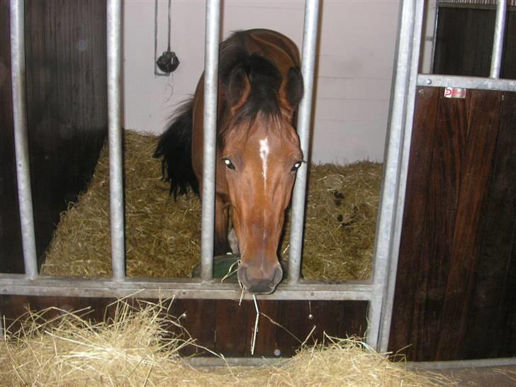 Traver Believe On Me !DØD! :'( - Her er han så :) Min dejlige lille låne-skattebasse ;) billede 1