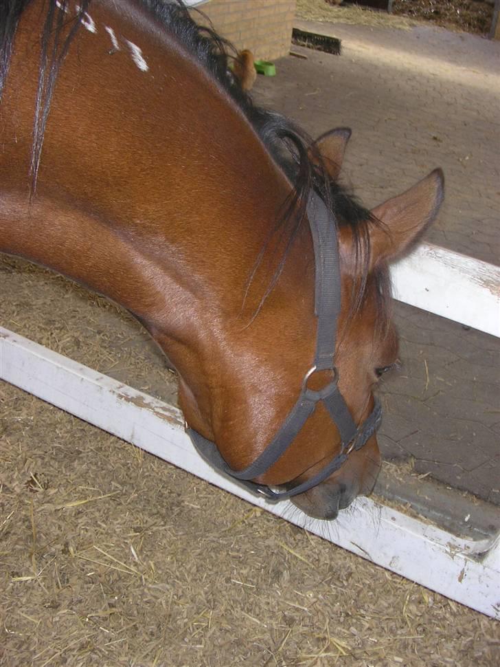 Traver Believe On Me !DØD! :'( - Her er så hans "navn" på halsen :) Og hans dejlige muskuløse hals. billede 2