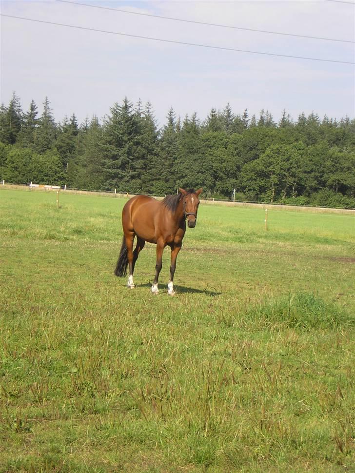 Traver Believe On Me !DØD! :'( - En af de første dage jeg var her, han har ingen muskler på det tidspunkt. billede 3
