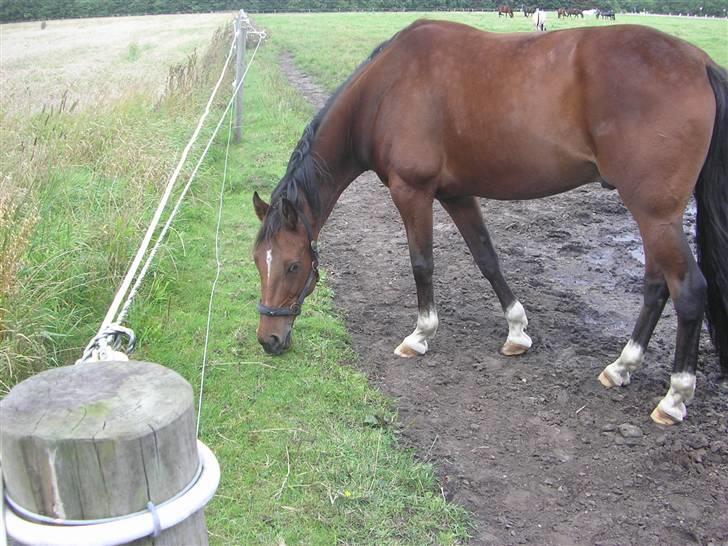 Traver Believe On Me !DØD! :'( - Inden det blev vinter var han dejlig rund. Nu er han meget tynd.. billede 4