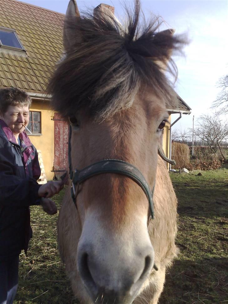 Fjordhest Musse billede 6