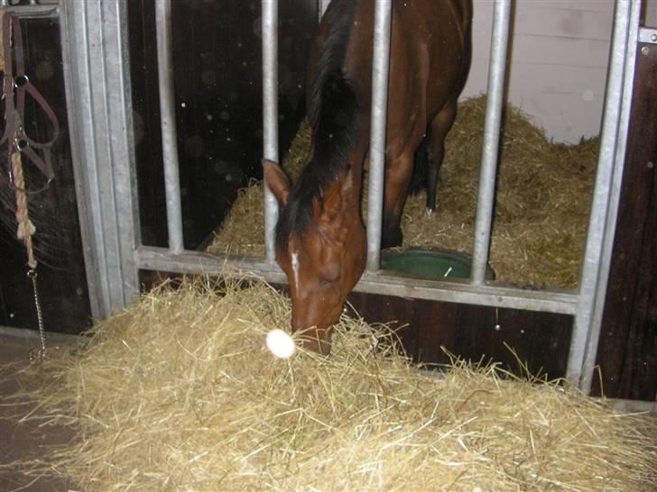 Traver Believe On Me !DØD! :'( - Lidt træt, har lige været ude og ride der.. billede 6