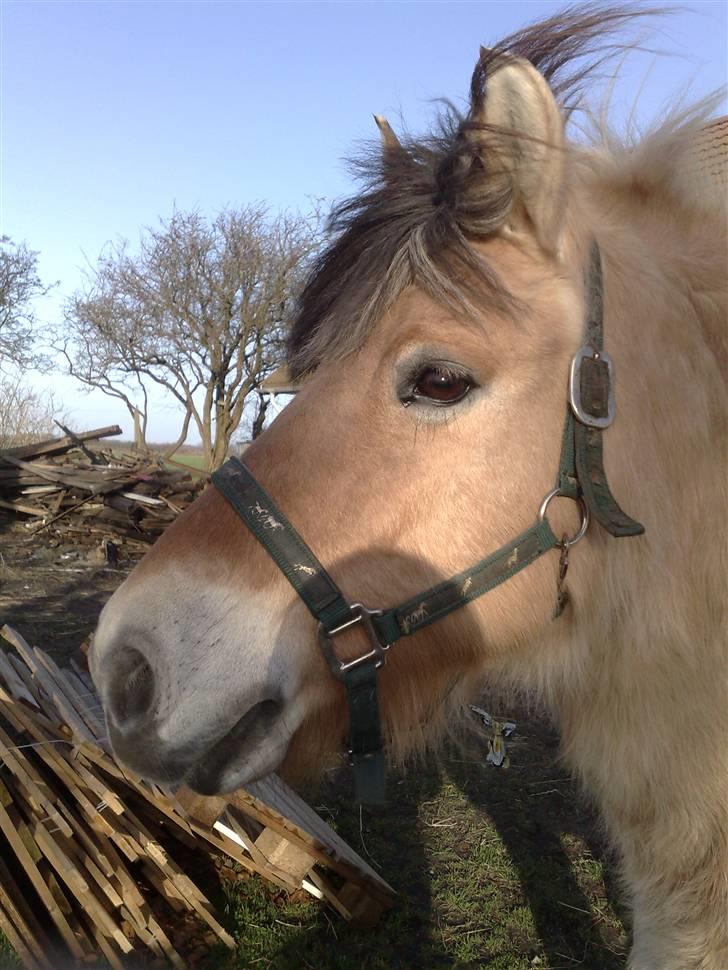 Fjordhest Musse billede 7