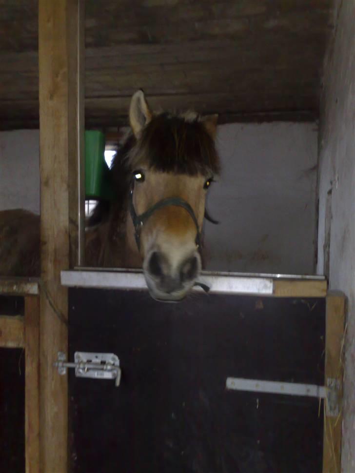 Fjordhest Musse billede 8