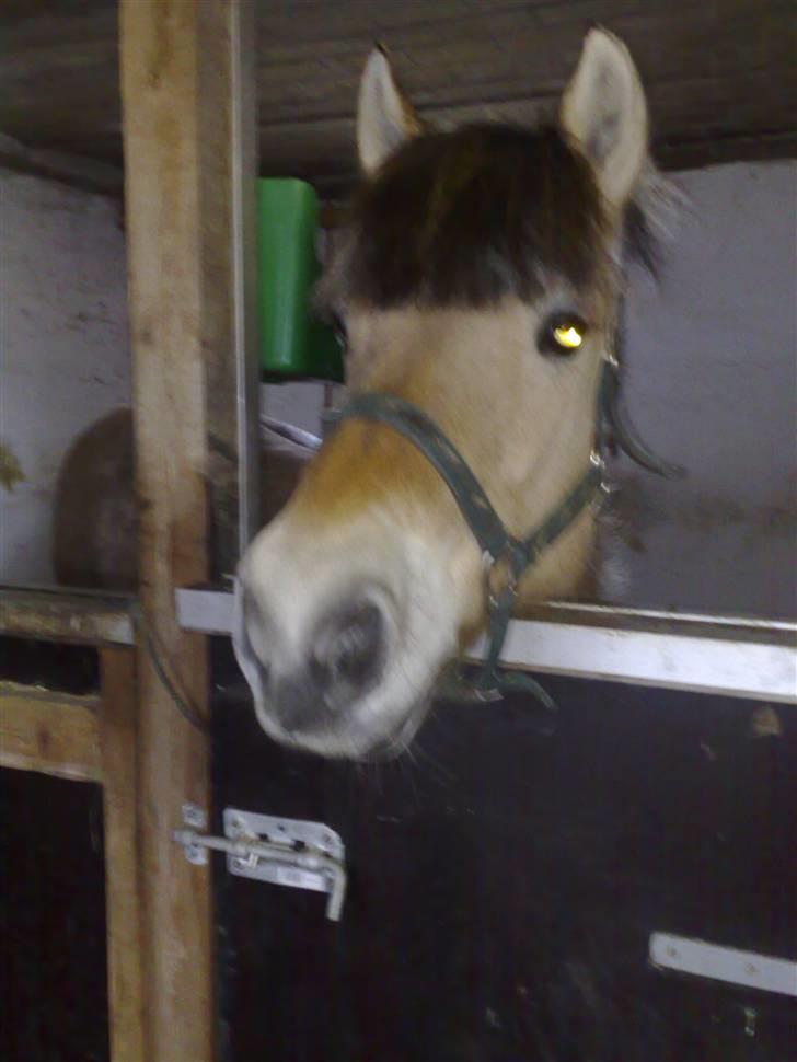 Fjordhest Musse billede 9