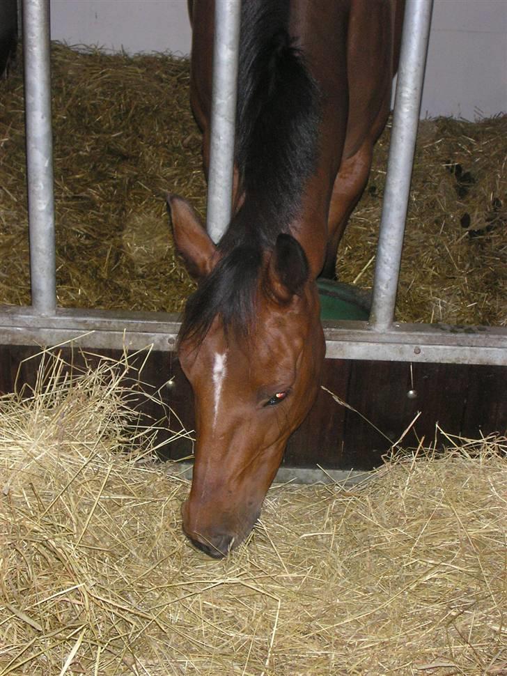 Traver Believe On Me !DØD! :'( - Nææ hvor smager det bare godt det hø :D billede 7