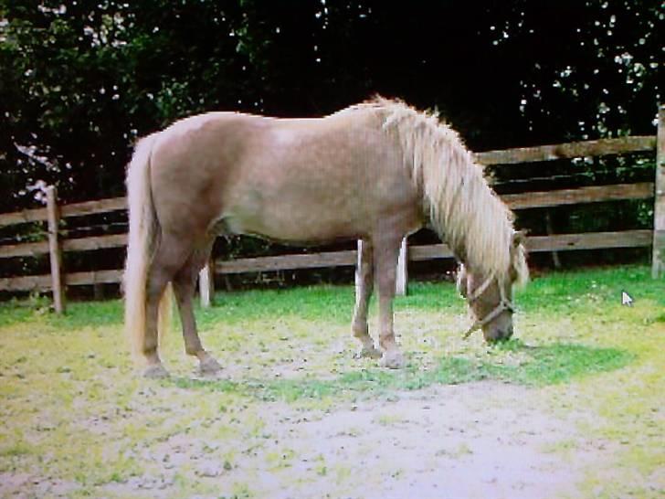 Islænder Solgt: Jóki fra Voreslyst billede 6