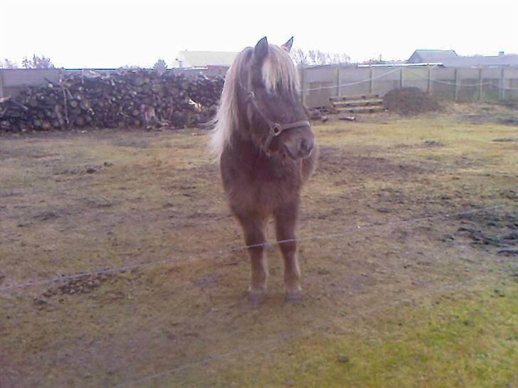 Islænder Solgt: Jóki fra Voreslyst billede 7
