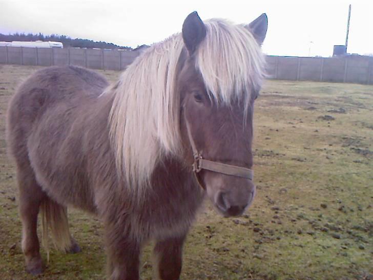 Islænder Solgt: Jóki fra Voreslyst billede 8
