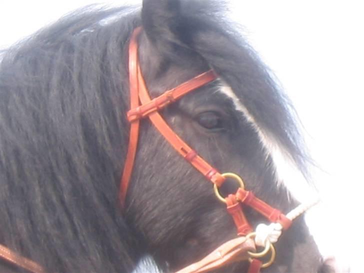 Irish Cob Zafir billede 1