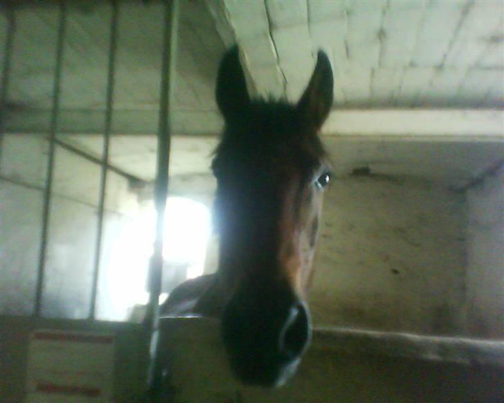 Anden særlig race Comet [SAVNEDE] /'; - Velkommen til comet´s profil, håber i nyder billederne:) billede 1