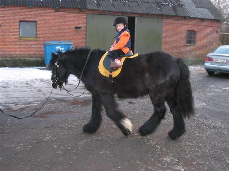 Irish Cob Zafir billede 2