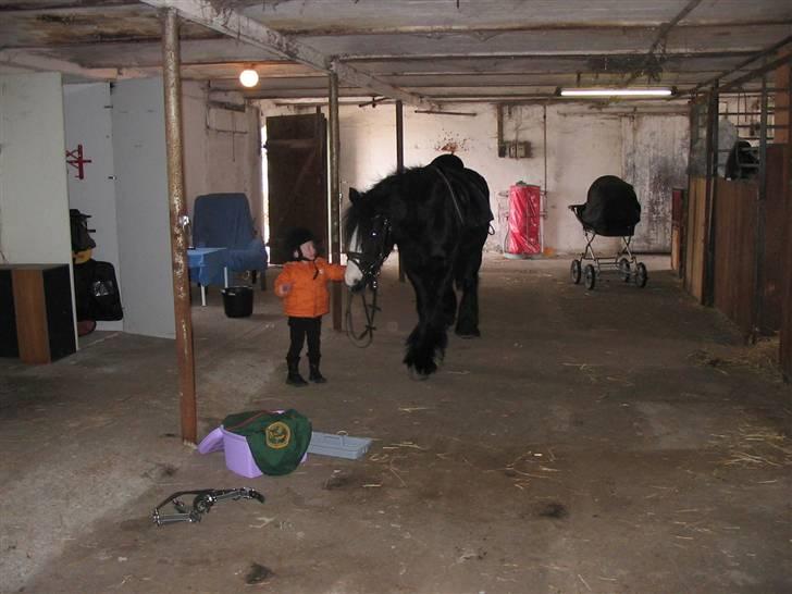 Irish Cob Zafir billede 3