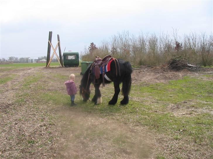Irish Cob Zafir billede 4