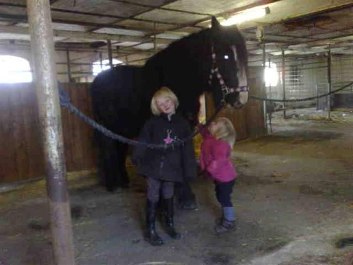 Irish Cob Zafir billede 5