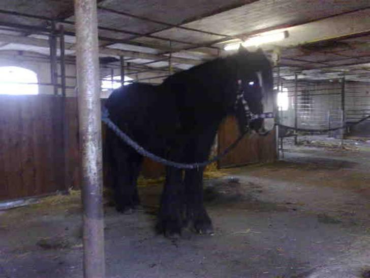 Irish Cob Zafir billede 6