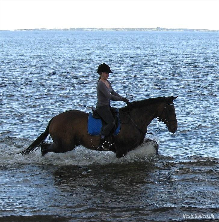 Dansk Varmblod Bjerglunds Sunlight - [d. 21/6 10] Jaaa, vi elsker at være ved vandet! billede 10