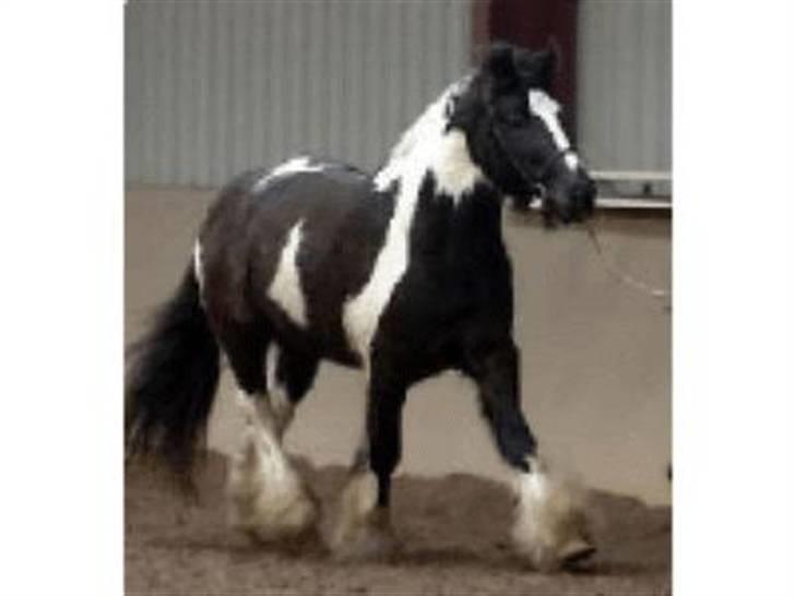 Irish Cob Mr. Pepper  - Farmand. . Mac Millian, Avlshingst i Holland. . Taget af det aner jeg da virkelig ikke.. billede 16