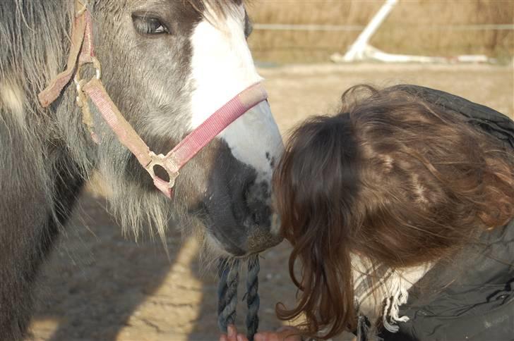 Irish Cob Mr. Pepper  - kyzzer <3 .. Taget af Jack.. billede 17