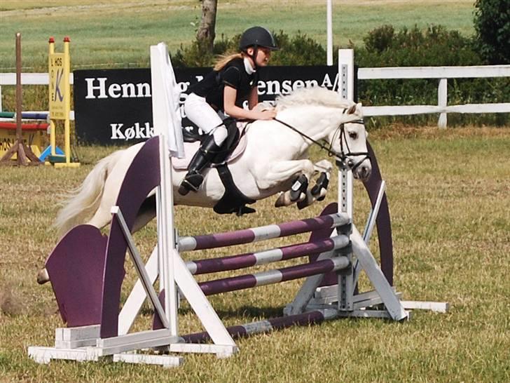 Welsh Mountain (sec A) sun star -  Star musen og Astrid de fine ikke? billede 1