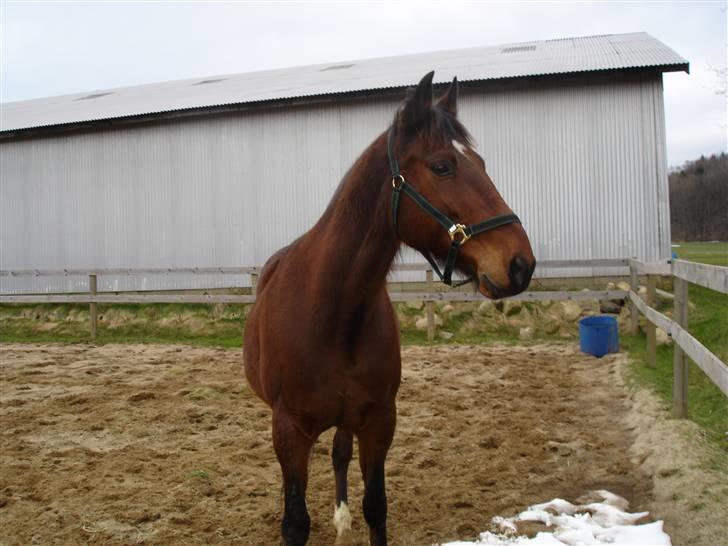 Anden særlig race De Light - Det var den dag jeg fik ham hjem, jeg var bare så stolt! Han var så rolig der hjemme og tog det hele så pænt! Bortset fra de to timer det tog at få ham ind i traileren, men ellers. Og fra den dag er alting blevet bedre! billede 12