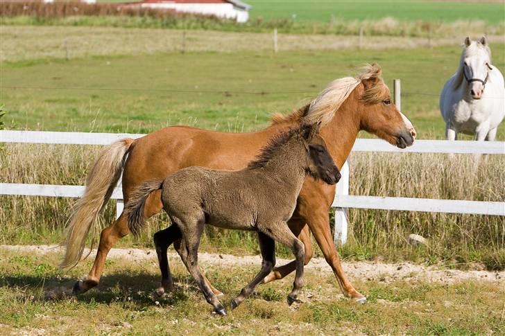 Islænder Daggarperla fra Steinum - Daggarperla og Kolbeinn fra Skadhauge, han er efter Ási fra Guldbæk, sommer 07 billede 15