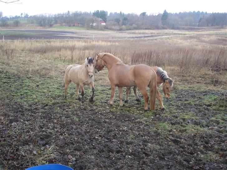 Anden særlig race Kasper *Solgt* - Sammen med de andre fjordlømler, Bailey og Sultan. 3 år gammel. billede 6