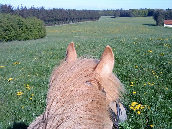 Anden særlig race Kasper *Solgt* - Kom med os på tur! :) Sindal 2009, Kasper har stjålet sig en tot græs som madpakke til turen. Ren idyl. billede 8