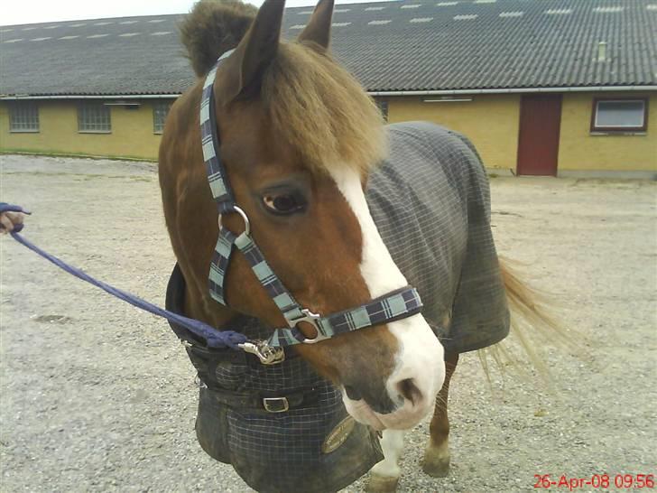 Welsh Mountain (sec A) - Jonathan  - Smukke Jonathan. Foto: Josefine Ibsen.  billede 19
