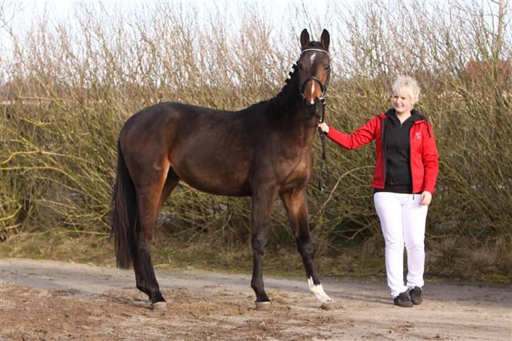 Dansk Varmblod EsperanzoH aflivet 260309 - 24/3-09 billede 6