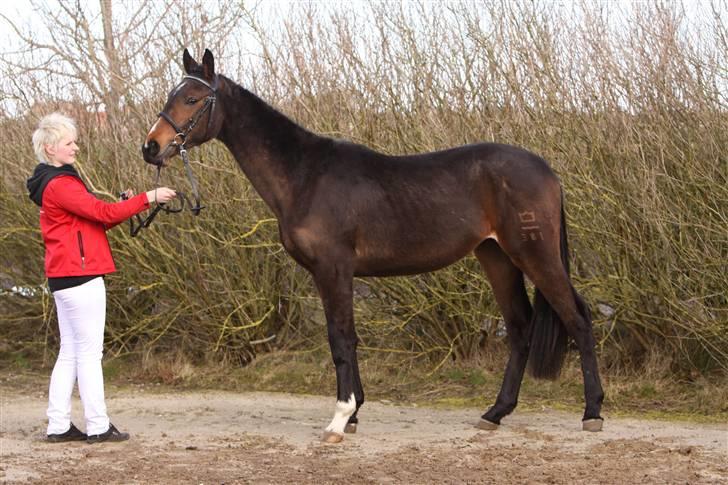 Dansk Varmblod EsperanzoH aflivet 260309 - 24/3-09 billede 7