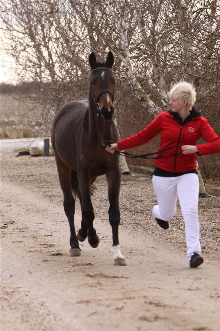 Dansk Varmblod EsperanzoH aflivet 260309 - 24/3-09 billede 9